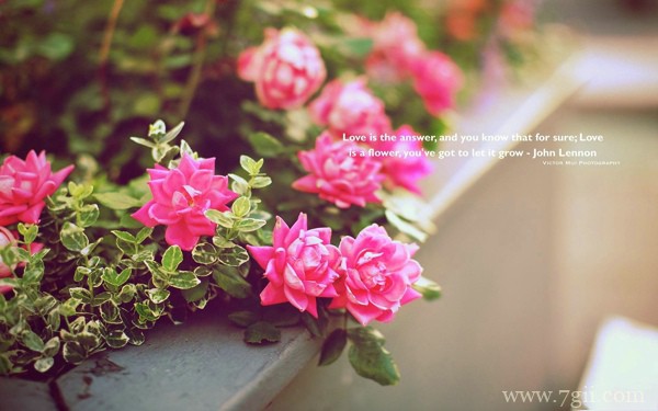 绿色花卉植物风景图片高清