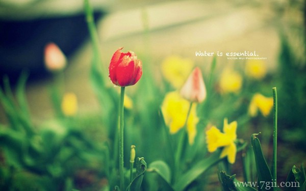 绿色花卉植物风景图片高清