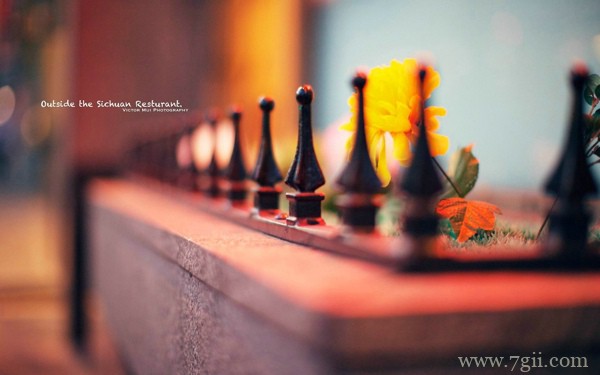 绿色花卉植物风景图片高清