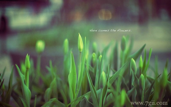 绿色花卉植物风景图片高清