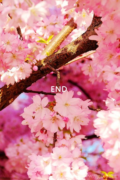 花卉小清新意境大图图片