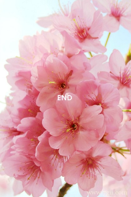 花卉小清新意境大图图片