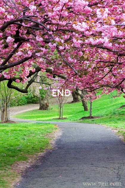 花卉小清新意境大图图片