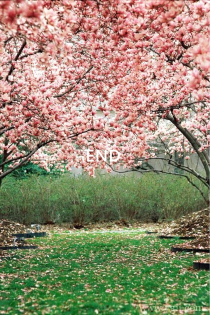 花卉小清新意境大图图片