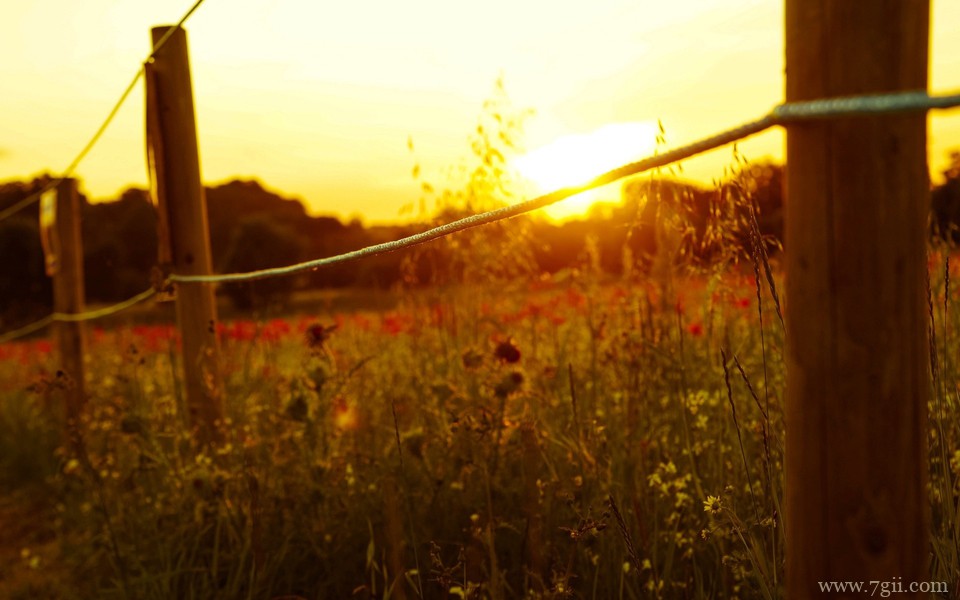 小清新花卉唯美风景桌面壁纸