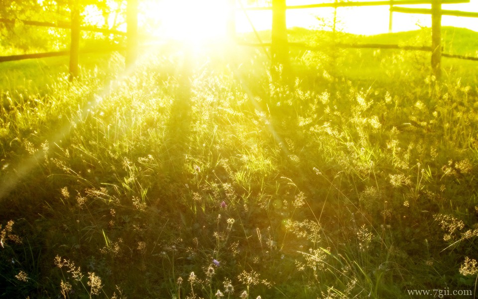 小清新花卉唯美风景桌面壁纸