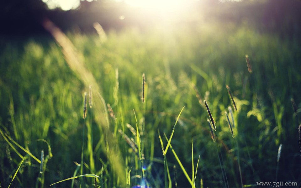 小清新花卉唯美风景桌面壁纸