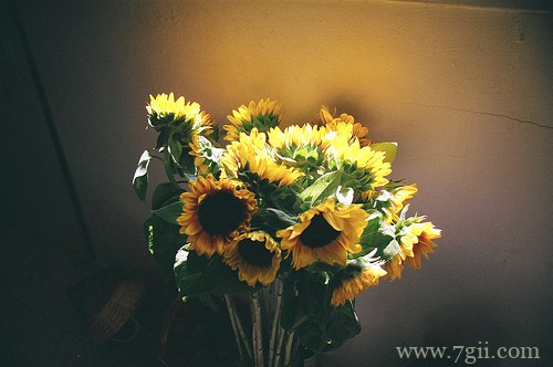 小花草室内外拍摄风景图片(1 /6 )