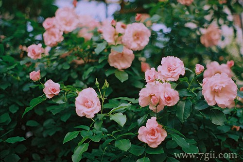 小花草室内外拍摄风景图片(1 /6 )