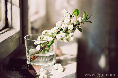 小花草室内外拍摄风景图片(1 /6 )