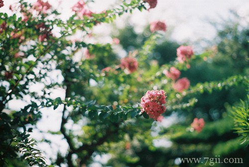 小花草室内外拍摄风景图片(1 /6 )