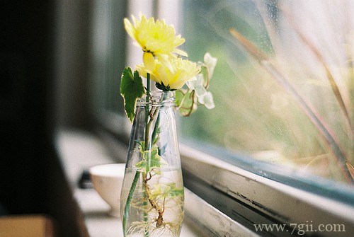 小花草室内外拍摄风景图片(1 /6 )