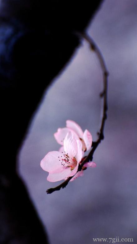 桃花朵朵是最美丽的风景图片(1 /6 )