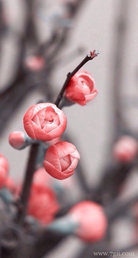 桃花朵朵是最美丽的风景图片(1 /6 )