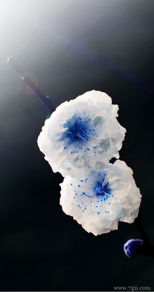 桃花朵朵是最美丽的风景图片(1 /6 )