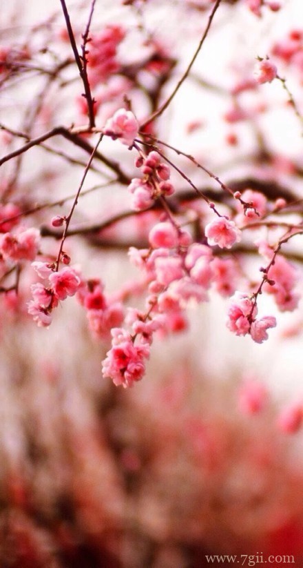 桃花朵朵是最美丽的风景图片(1 /6 )