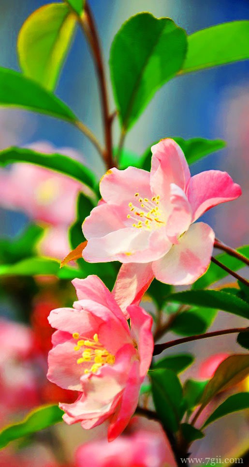 桃花朵朵是最美丽的风景图片(1 /6 )