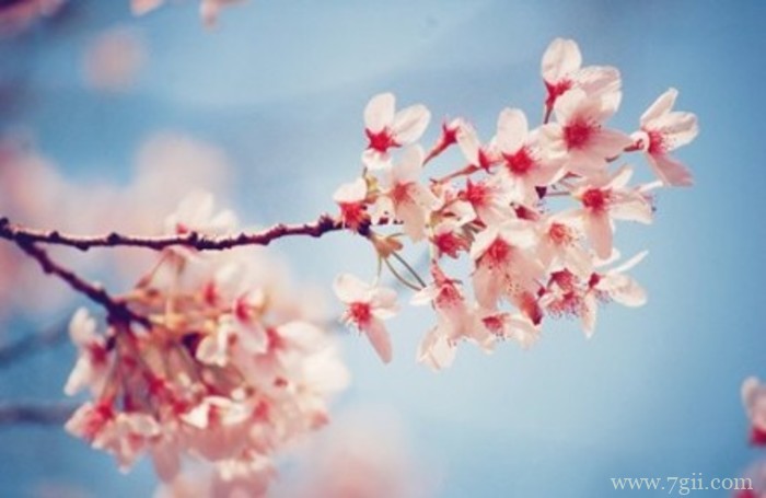 日本樱花雨飘落风景图片