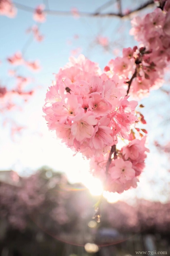 日本樱花雨飘落风景图片
