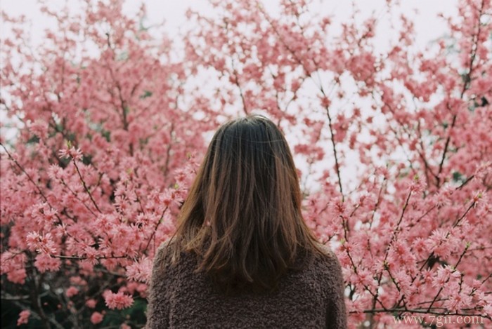 日本樱花雨飘落风景图片