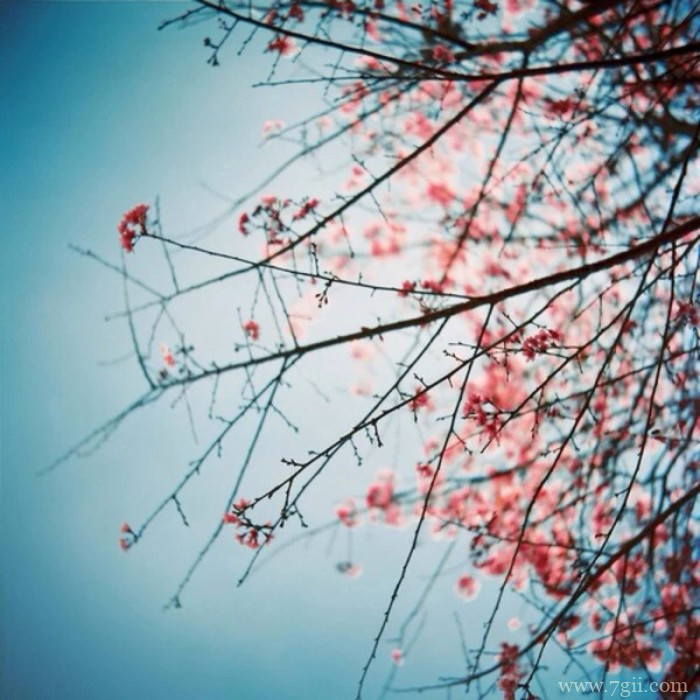 日本樱花雨飘落风景图片