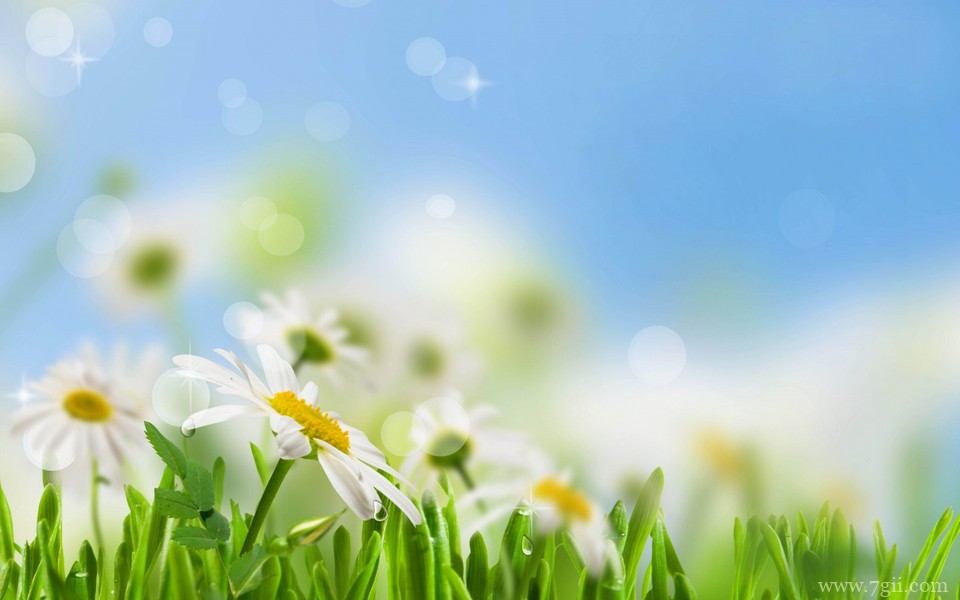 唯美小清新花卉自然壁纸 高清