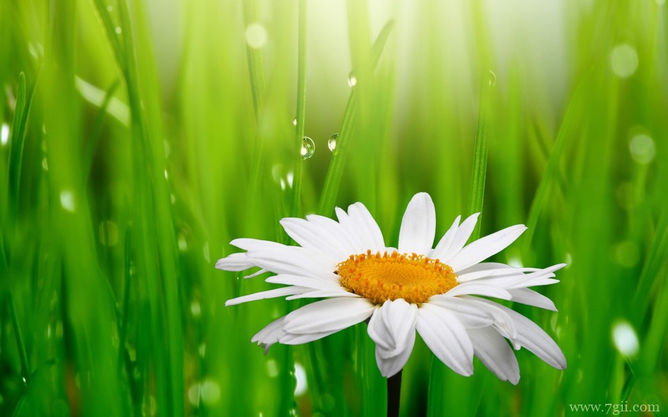 唯美小清新花卉自然壁纸 高清