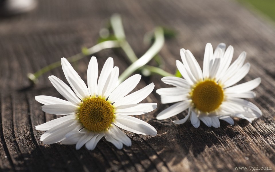 唯美小清新花卉自然壁纸 高清