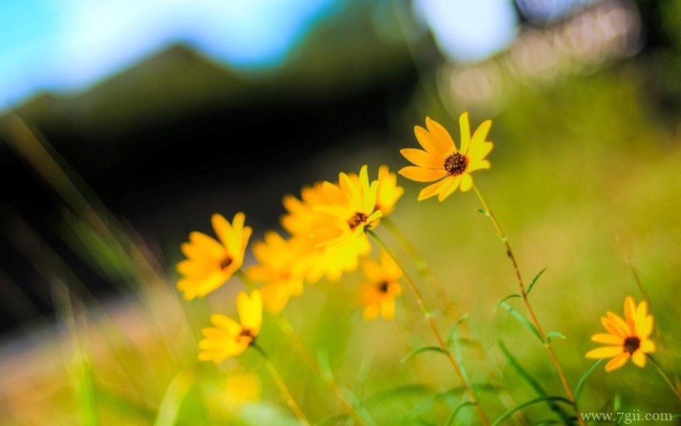 唯美小清新花卉自然壁纸 高清