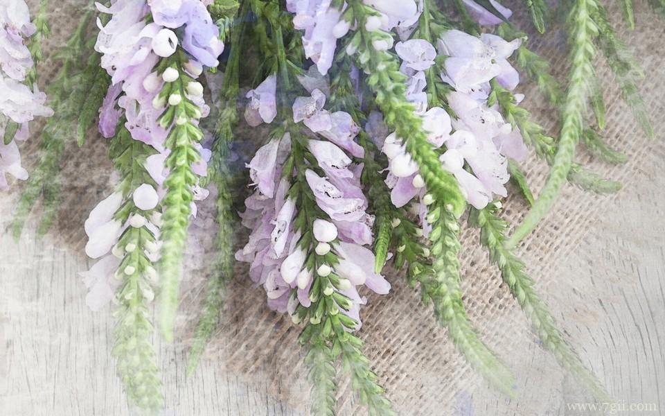 唯美小清新花卉自然壁纸 高清