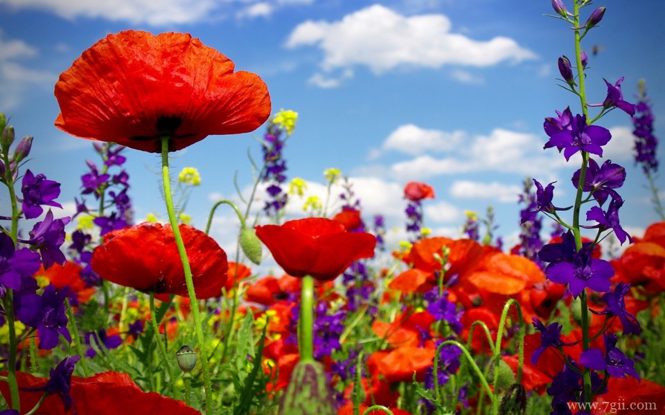 唯美小清新花卉自然壁纸 高清