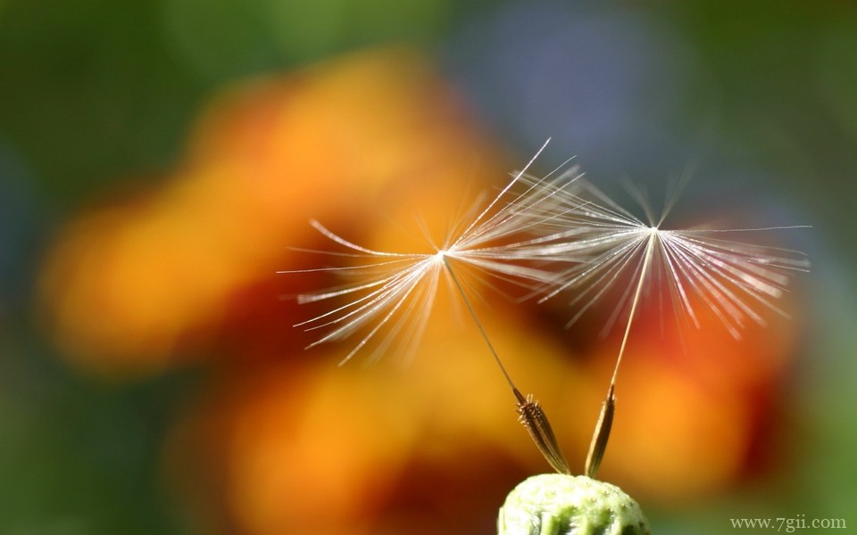 唯美小清新花卉自然壁纸 高清