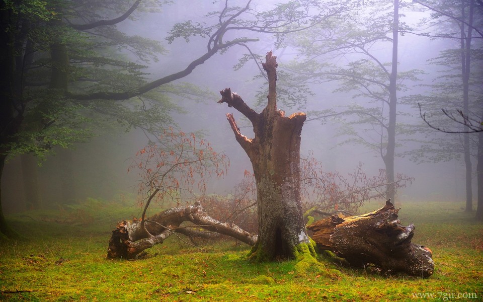 小清新花卉风景电脑壁纸超清