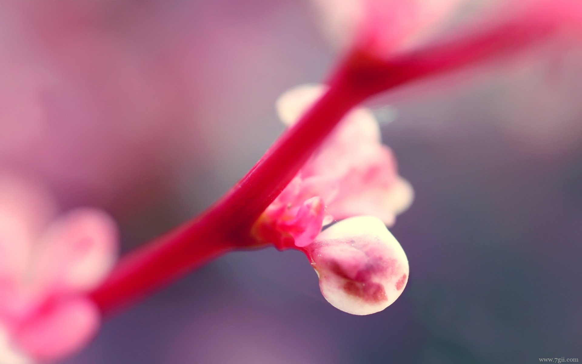 花卉植物唯美小清新风景图片高清壁纸