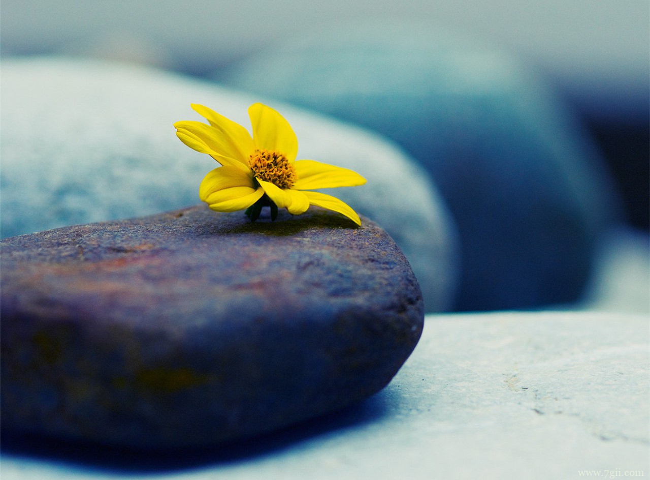 花卉植物唯美小清新风景图片高清壁纸
