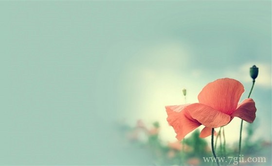 大自然花朵风景图片大全