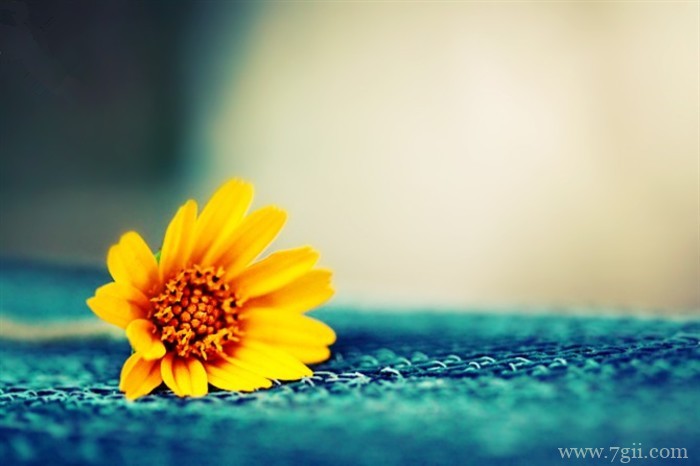 大自然花朵风景图片大全