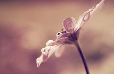 大自然花朵风景图片大全