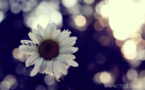 大自然花朵风景图片大全