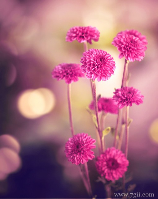 小清新花卉风景图片大全(1 /6 )