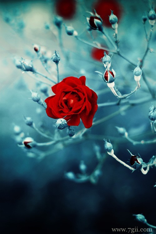 小清新花卉风景图片大全(1 /6 )