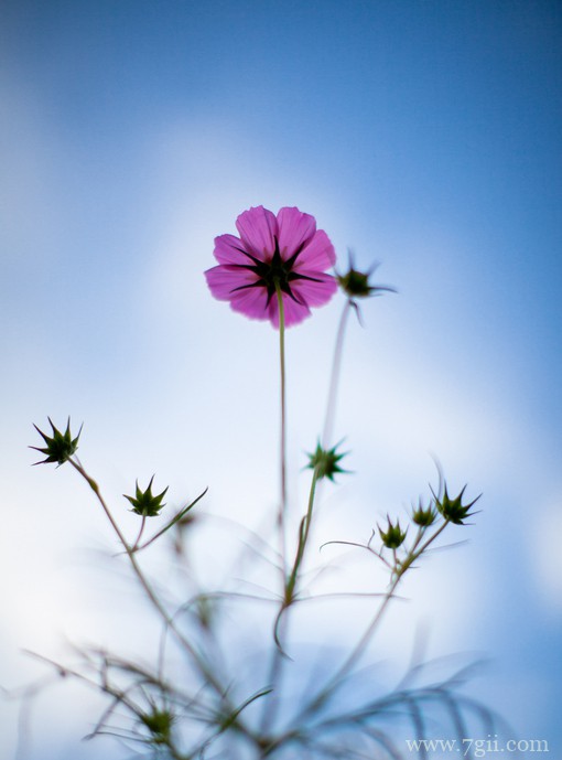 小清新花卉风景图片大全(1 /6 )