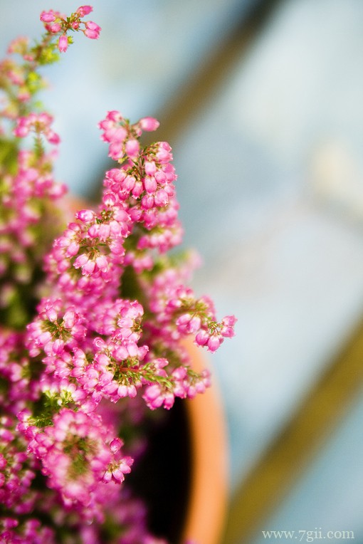 小清新花卉风景图片大全(1 /6 )