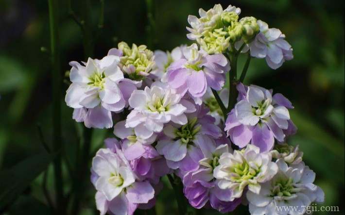 紫罗兰花卉桌面壁纸图片