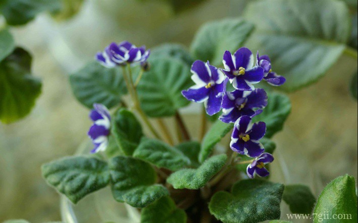 紫罗兰花卉桌面壁纸图片