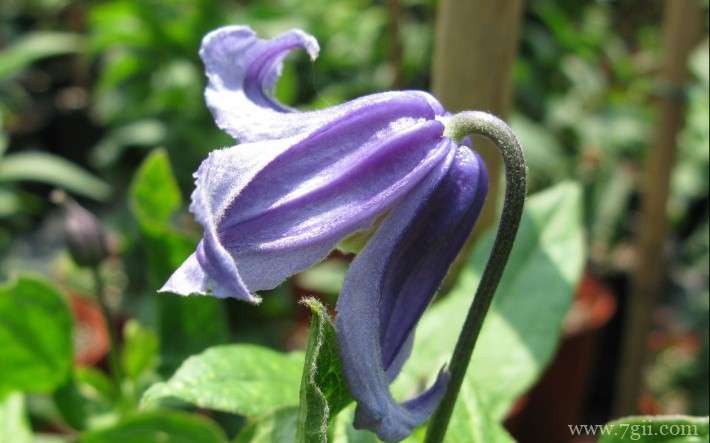 紫罗兰花卉桌面壁纸图片