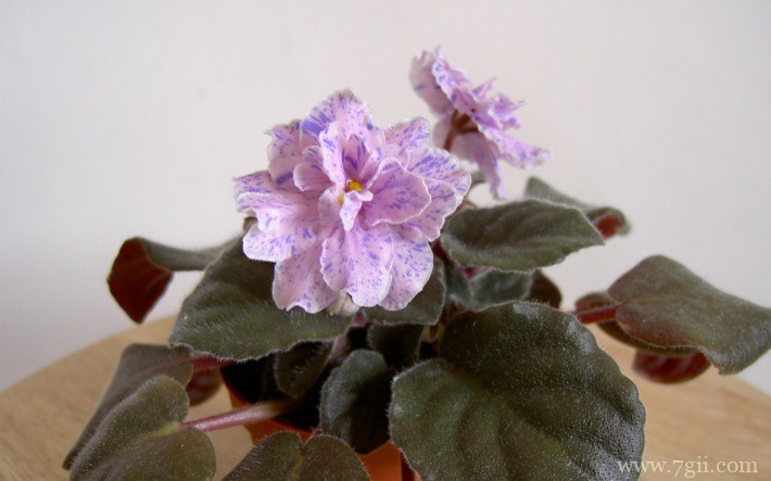 紫罗兰花卉桌面壁纸图片