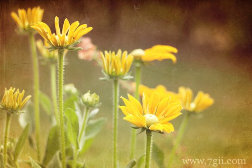 治愈系的花卉风景图片素材(1 /6 )