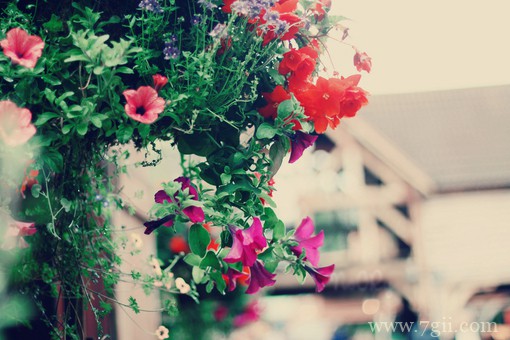 治愈系的花卉风景图片素材(1 /6 )