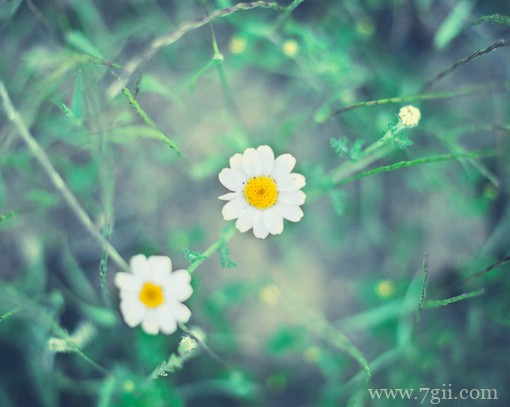 治愈系的花卉风景图片素材(1 /6 )